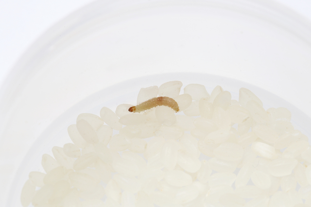 お米に発生する虫について みやぎ米屋 株式会社